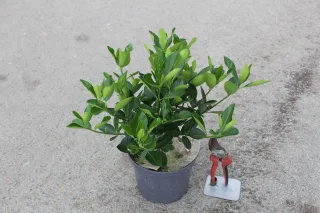 Pot 3L