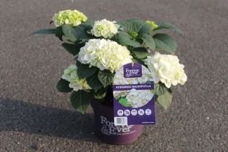 Pot 5L