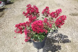Pot 7.5L  Touffe