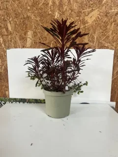 Pot 3,5L