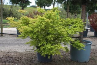 Pot 90L hauteur 100-125 cm (hors pot)