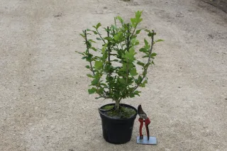 Pot 3L
