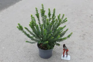Pot 3L hauteur moyenne 30/40 cm (hors pot)