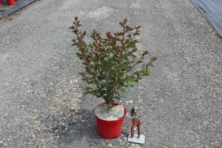 Pot 3L