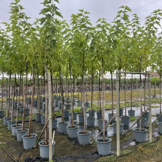 Pot 30L formé en tige de 200 cm, avec une force de 8 à 10 cm, pour une hauteur totale de 300 à 350 cm (hors pot)