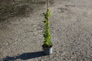 Pot 3L hauteur moyenne 40/60 cm (hors pot)