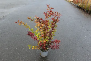 Pot 3L hauteur moyenne 80/100 cm (hors pot)