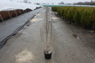 Pot 5L hauteur moyenne 80/100 cm (hors pot)