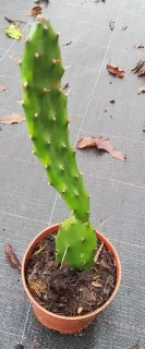 Pot GodetL