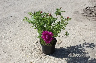 Pot 3L