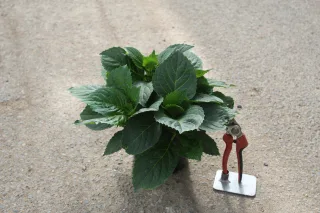Pot 2L