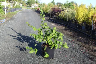 Pot 15L