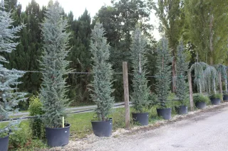 Pot 130L hauteur moyenne 300/350 cm (hors pot)
