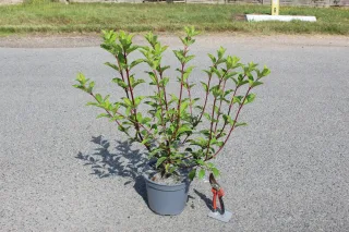Pot 5L