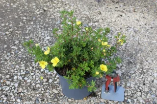 Pot 3L