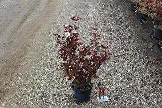 Pot 3L hauteur moyenne 40/60 cm (hors pot)