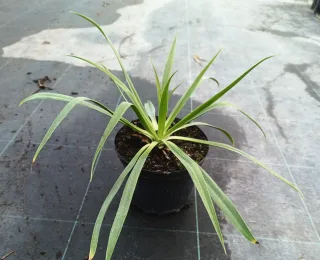 Pot 3L