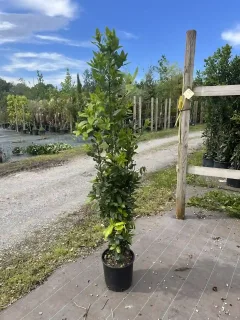 Pot 10L Hauteur 100/125 cm (hors pot)