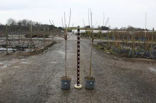Pot 12L Formé en demi-tige (tige 130 cm) – Hauteur 175/200 cm (hors pot)