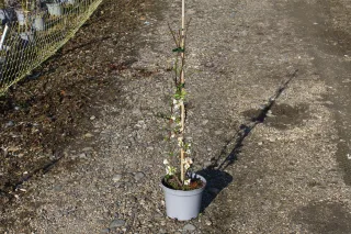 Pot 3L hauteur moyenne 40/60 cm (hors pot)