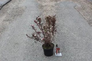 Pot 3L