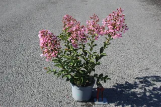 Pot 3L