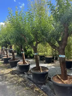 Pot 250L tronc de 100 cm hauteur totale 200/220 cm