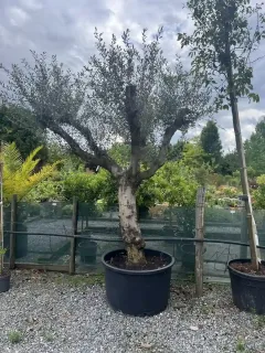 Pot 280L Force du tronc 60/80 cm