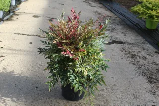 Pot 7.5L