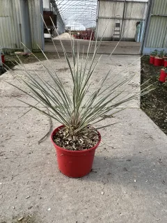 Pot 4L