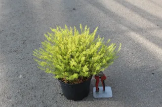 Pot 3L