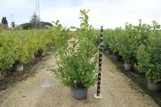 Pot 20L hauteur moyenne 125/150 cm (hors pot)