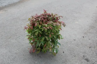 Pot 3L