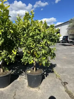 Pot 60L Tige de 60 cm hauteur totale 140/160 cm