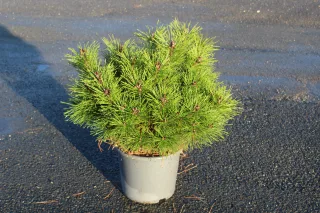 Pot 15L hauteur moyenne 50/60 cm (hors pot)