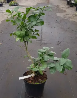 Pot 5L sur poncirus - formé en touffe