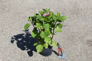 Pot 3L