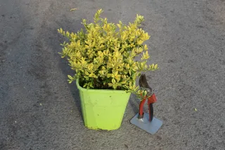 Pot 4L