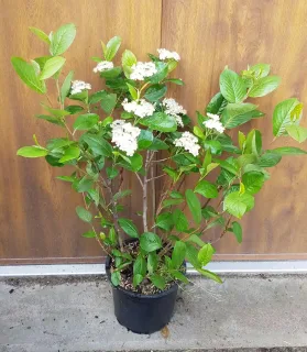 Pot 3L 40/50