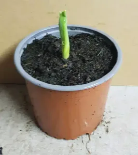 Pot 1.5L