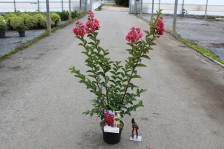 Pot 3L