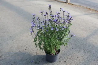 Pot 3L