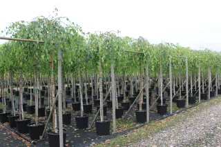 Pot 30L formé en tige de 200 cm, avec une force de 8 à 10 cm, pour une hauteur totale de 200 à 300 cm (hors pot)
