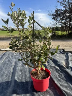 Pot 4L  hauteur 40-60 cm (hors pot)