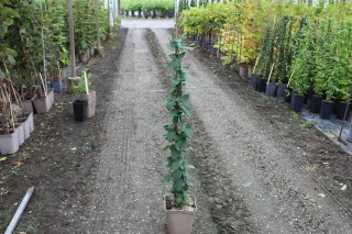 Pot 5L hauteur moyenne 40/60 cm (hors pot)