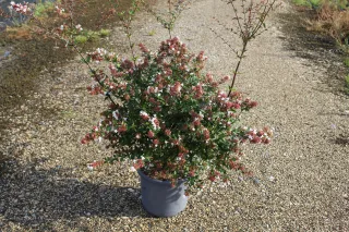 Pot 15L