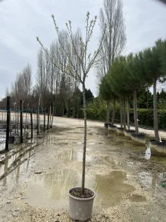 Pot 15L Formé en demi-tige (tige 130 cm) – Hauteur 175/200 cm (hors pot)