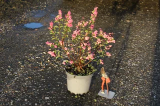 Pot 3L hauteur moyenne 40/60 cm (hors pot)