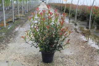 Pot 7.5L hauteur moyenne 80/100 cm (hors pot)