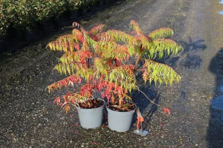 Pot 5L hauteur moyenne 60/80 cm (hors pot)